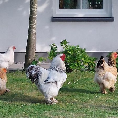 Bed and Breakfast De Tulp Noordgouwe Esterno foto