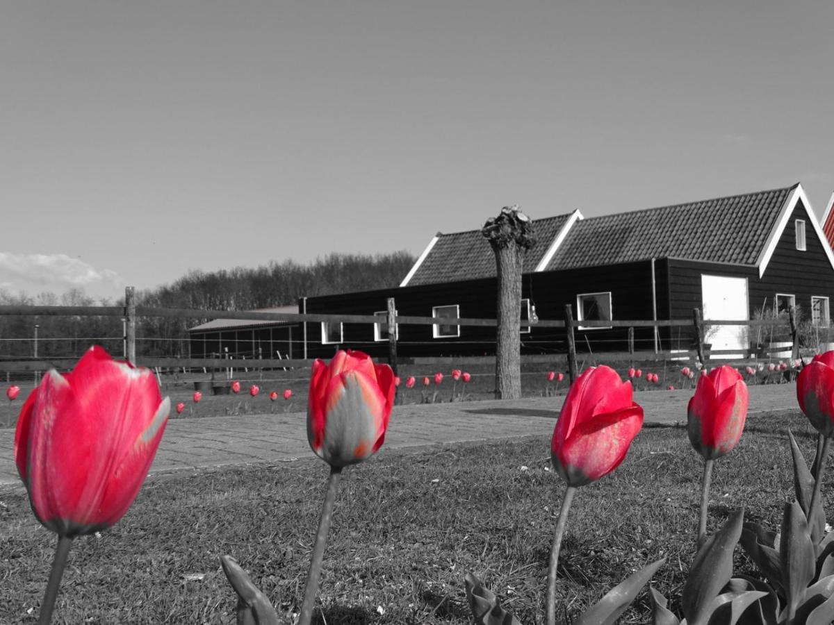Bed and Breakfast De Tulp Noordgouwe Esterno foto